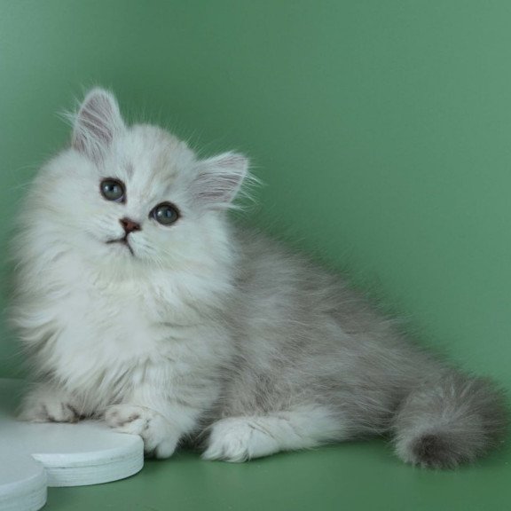 Munchkin Jane