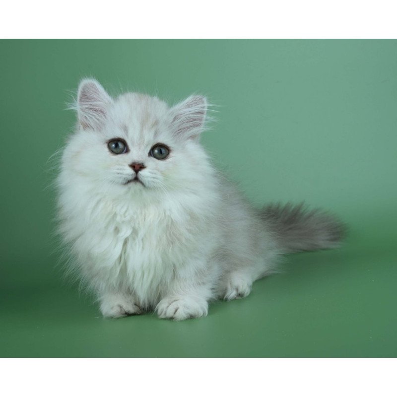 Munchkin Jane