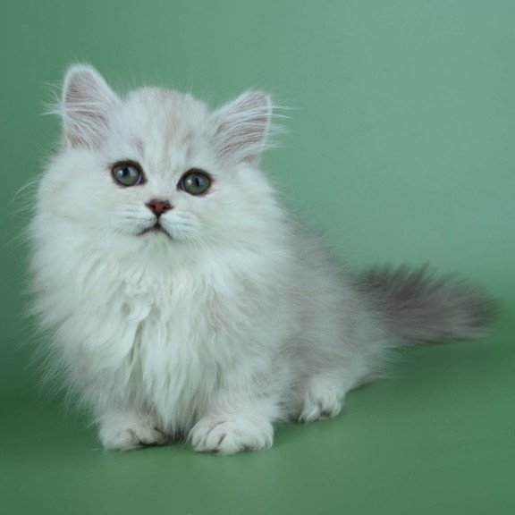 Munchkin Jane