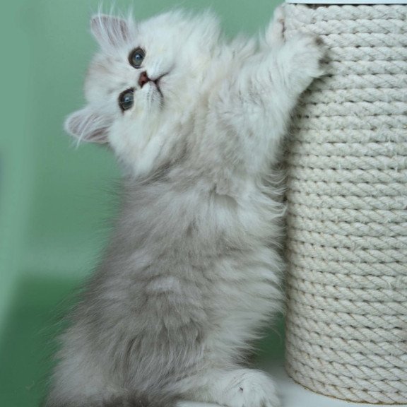 Munchkin Jane