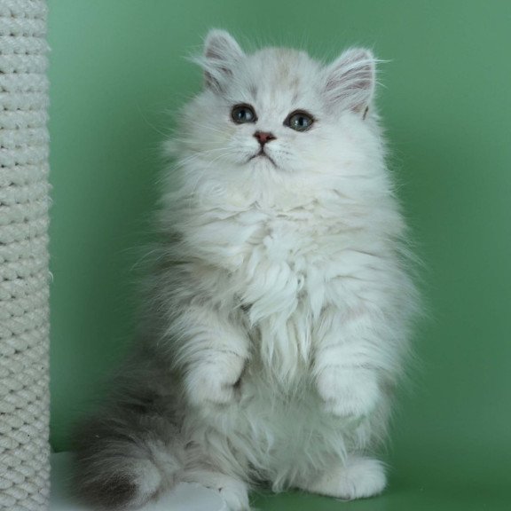 Munchkin Jane