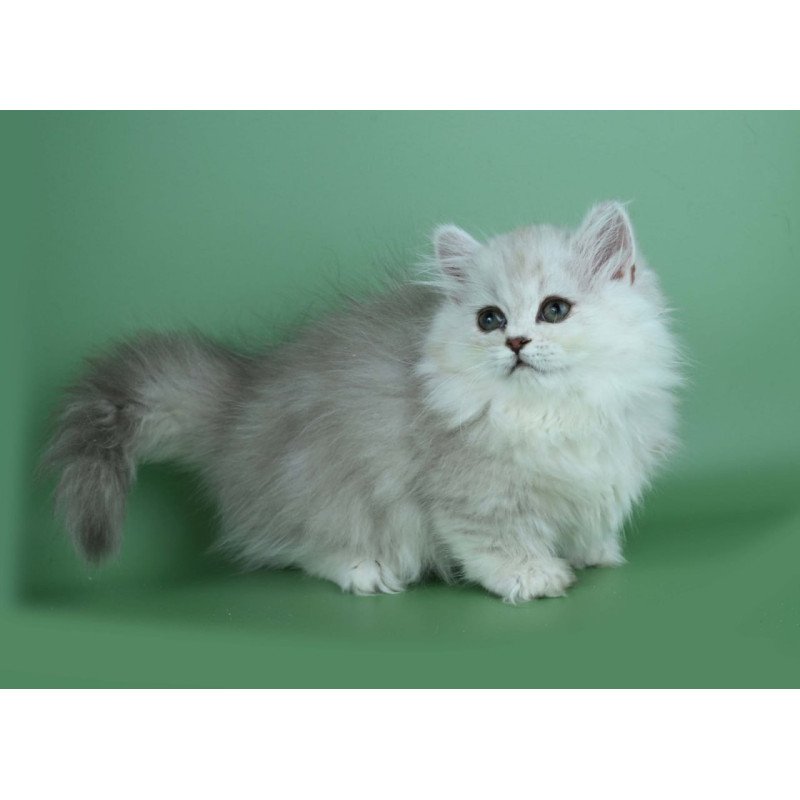 Munchkin Jane