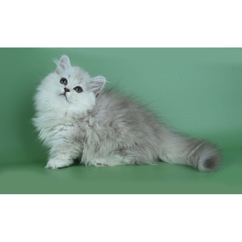 Munchkin Jane