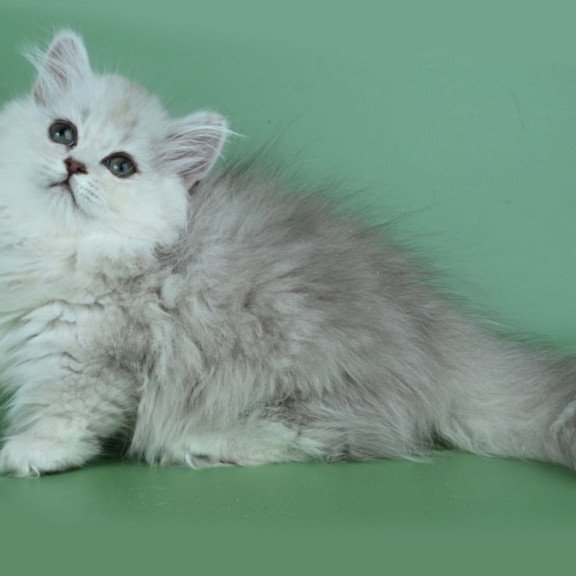 Munchkin Jane