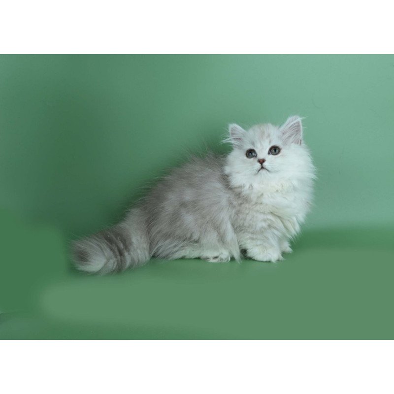 Munchkin Jane