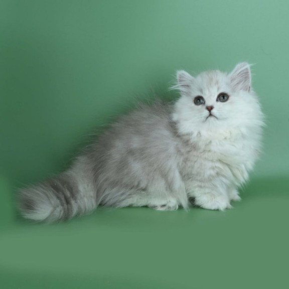 Munchkin Jane