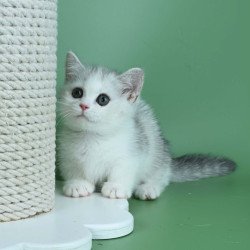 Munchkin Jina