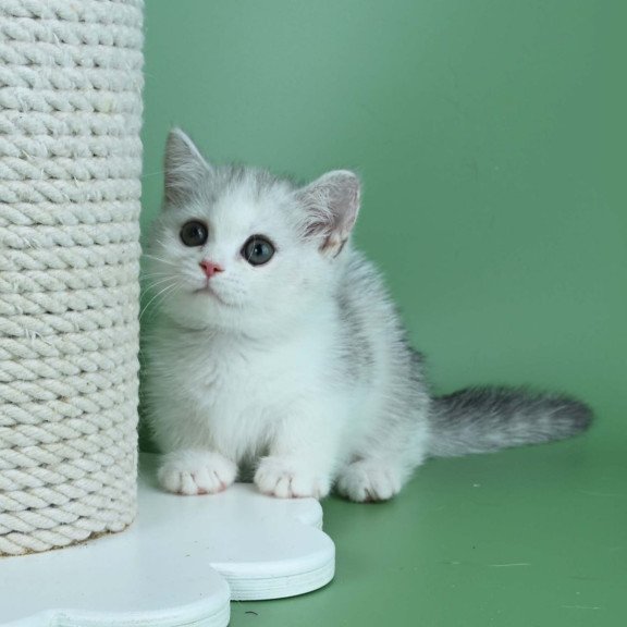 Munchkin Jina