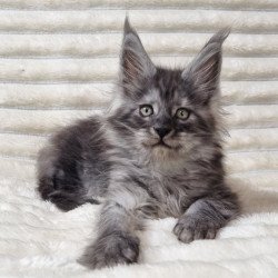 Maine Coon Uno