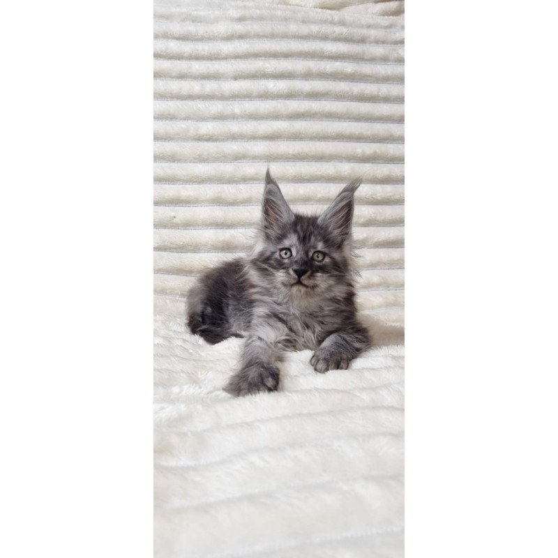 Maine Coon Uno