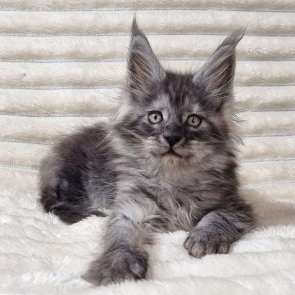 Maine Coon Uno