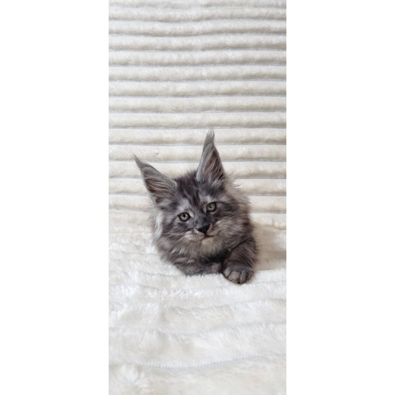 Maine Coon Uno
