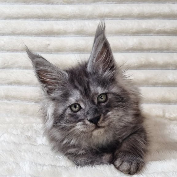 Maine Coon Uno