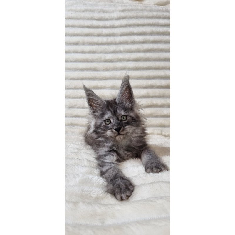 Maine Coon Uno