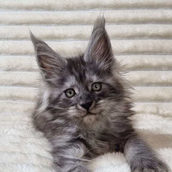Maine Coon Uno