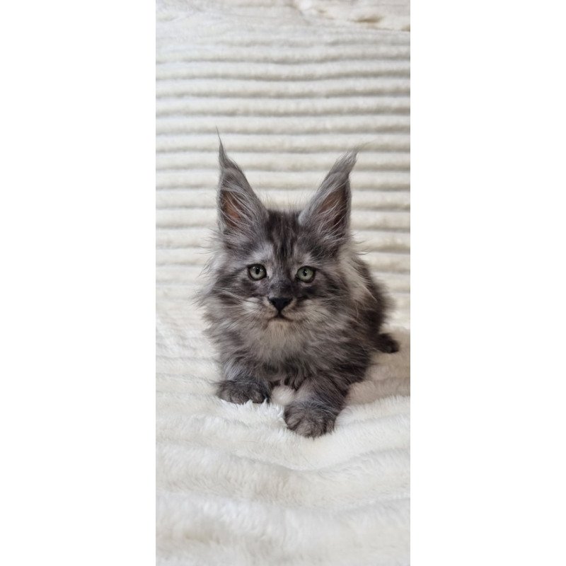 Maine Coon Uno