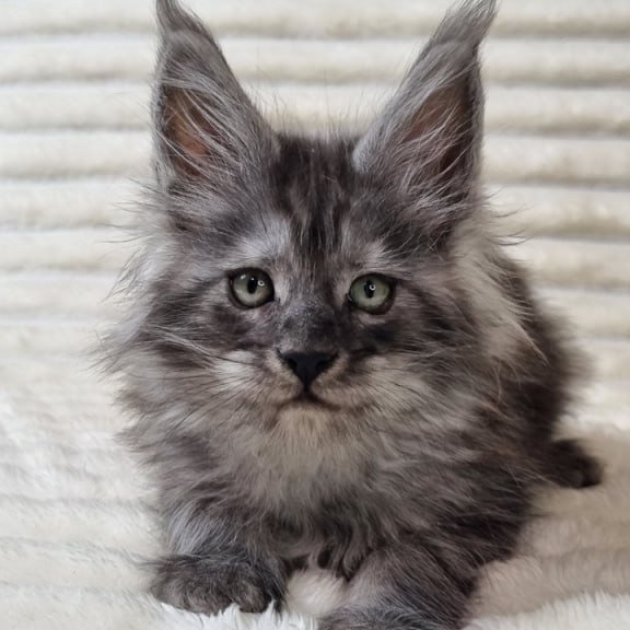 Maine Coon Uno