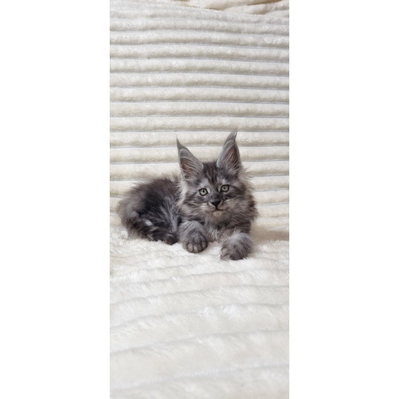 Maine Coon Uno