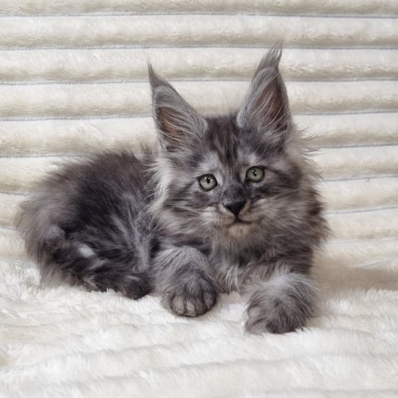 Maine Coon Uno