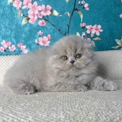 Scottish Kitty