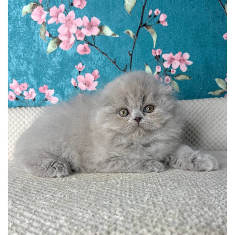 Scottish Kitty