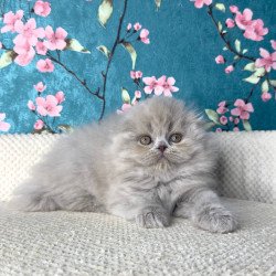 Scottish Kitty