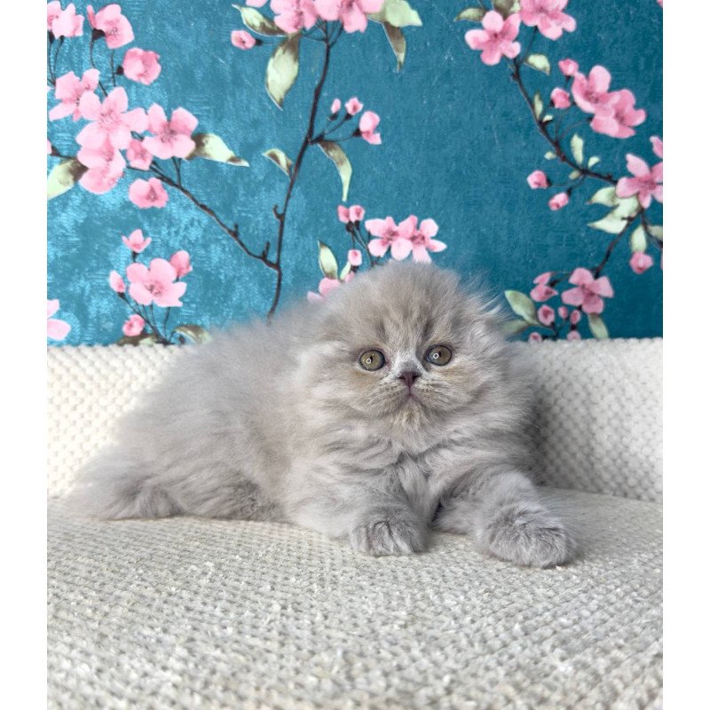 Scottish Kitty