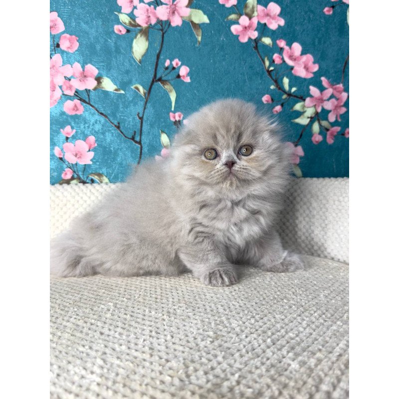 Scottish Kitty