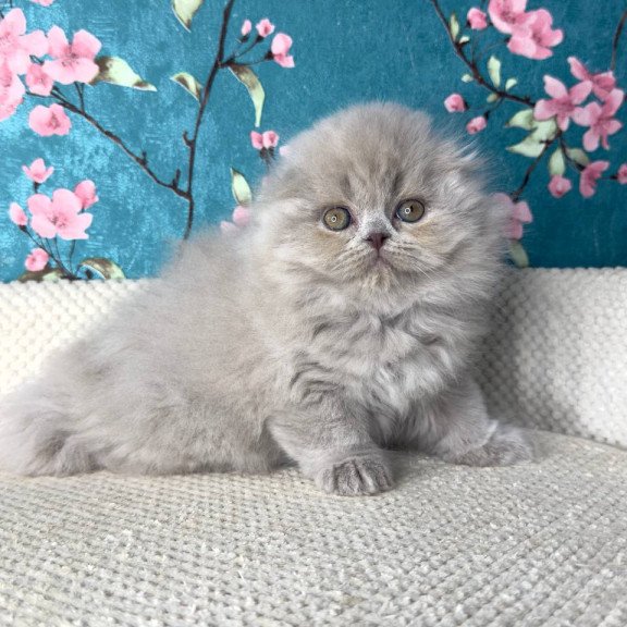 Scottish Kitty