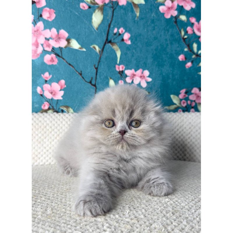 Scottish Kitty