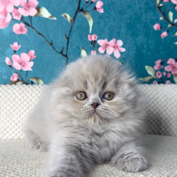 Scottish Kitty