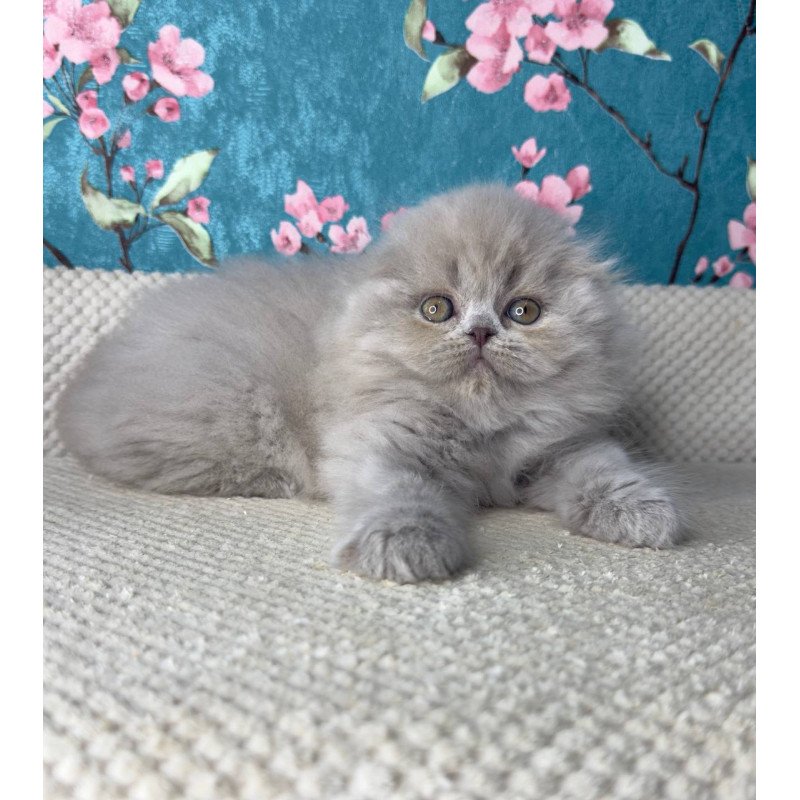 Scottish Kitty