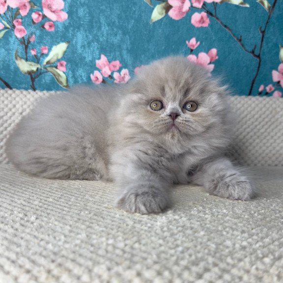 Scottish Kitty