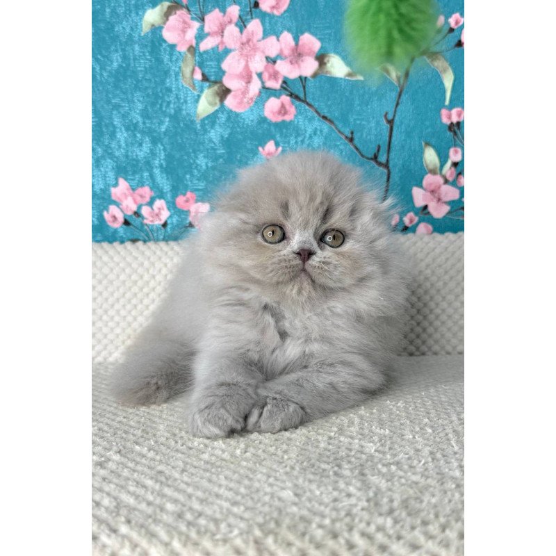 Scottish Kitty