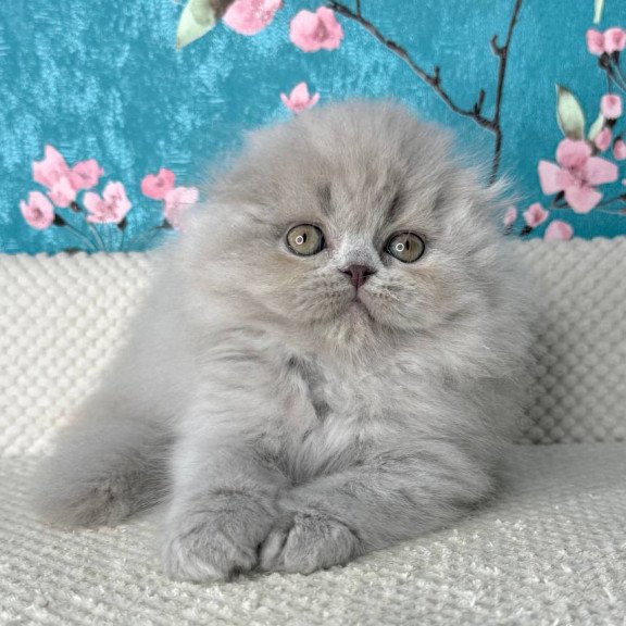 Scottish Kitty