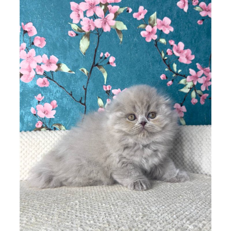 Scottish Kitty