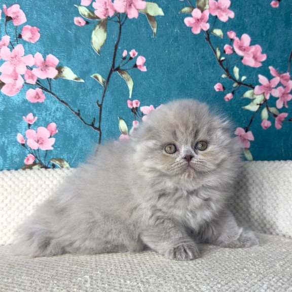 Scottish Kitty