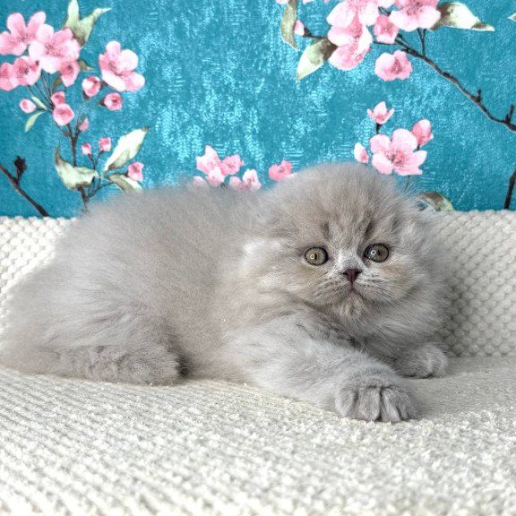 Scottish Kitty