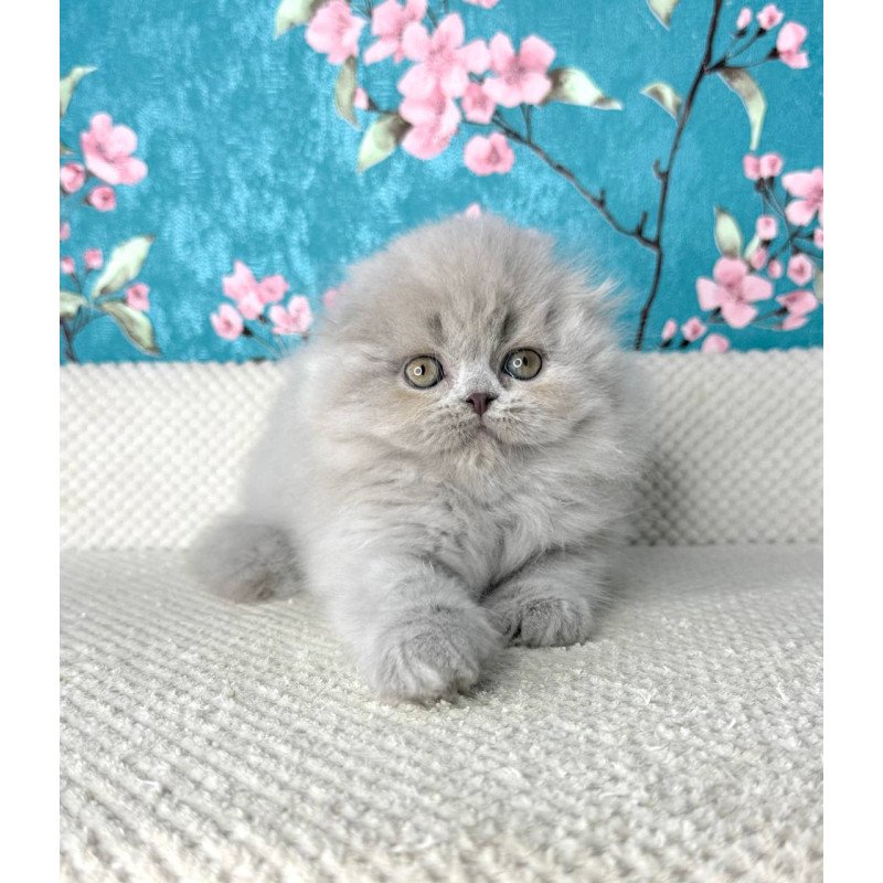 Scottish Kitty