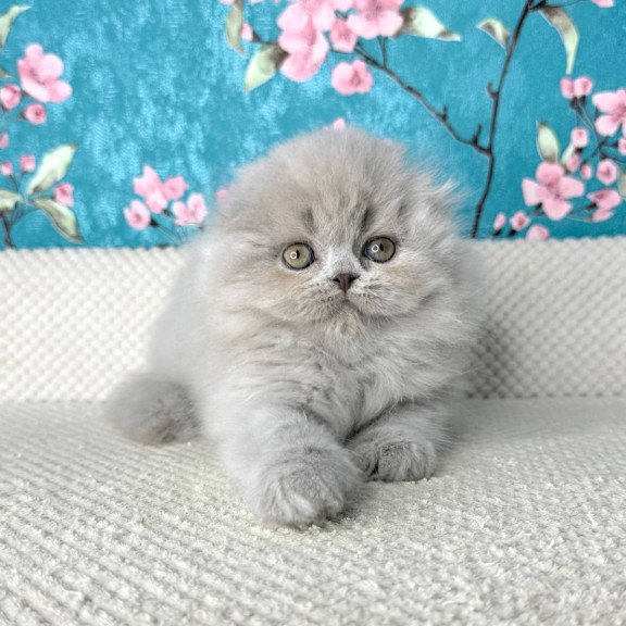 Scottish Kitty