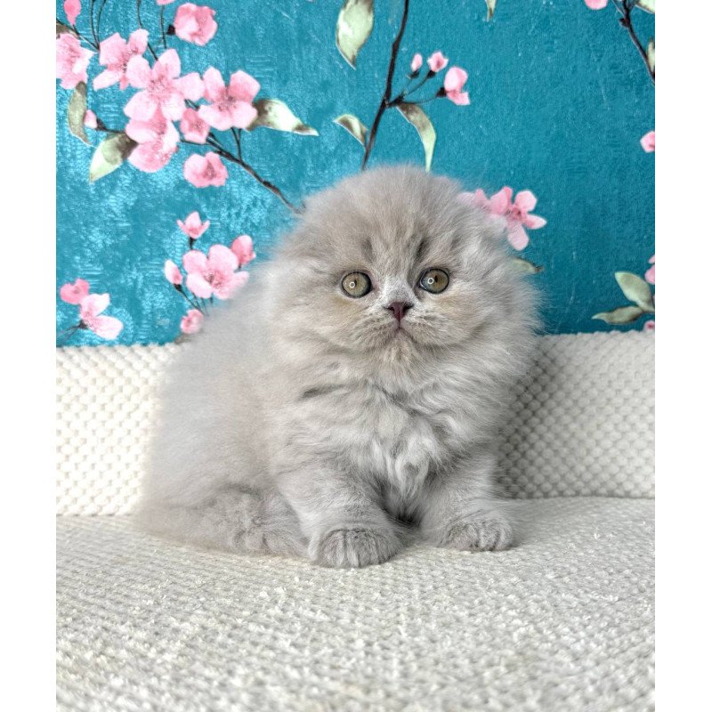 Scottish Kitty