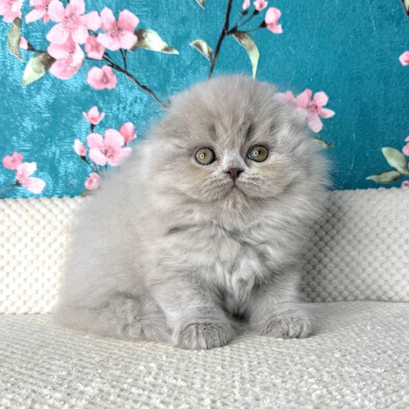 Scottish Kitty