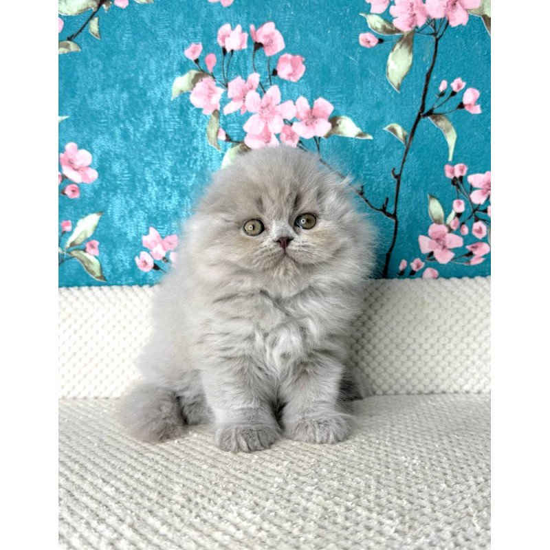 Scottish Kitty