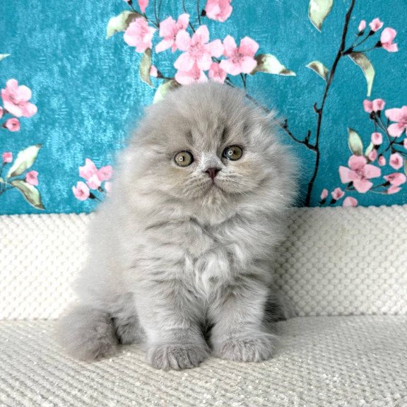 Scottish Kitty