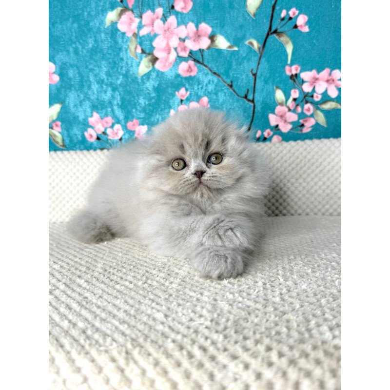 Scottish Kitty