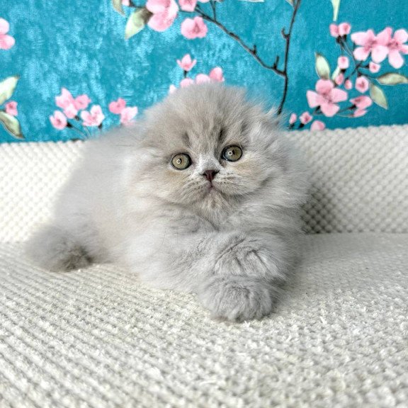 Scottish Kitty
