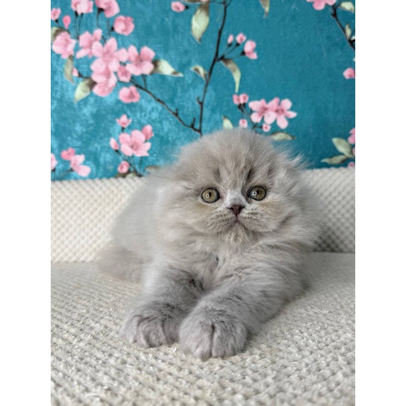 Scottish Kitty