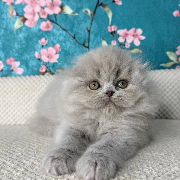 Scottish Kitty