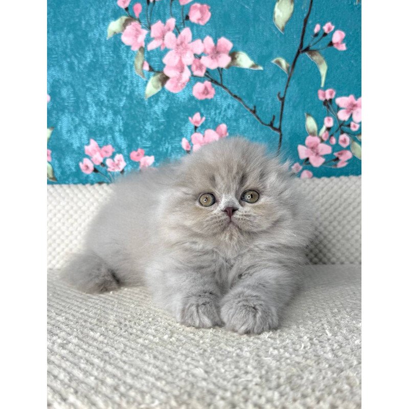 Scottish Kitty
