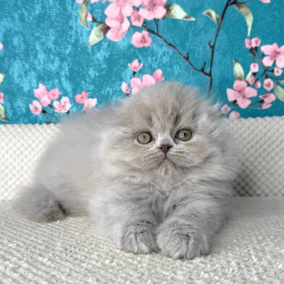 Scottish Kitty